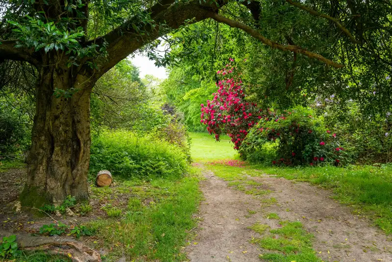 A mature tree beside a path and flowering shrubs in an English garden